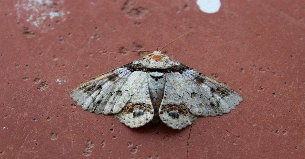 Dreaming of moths
