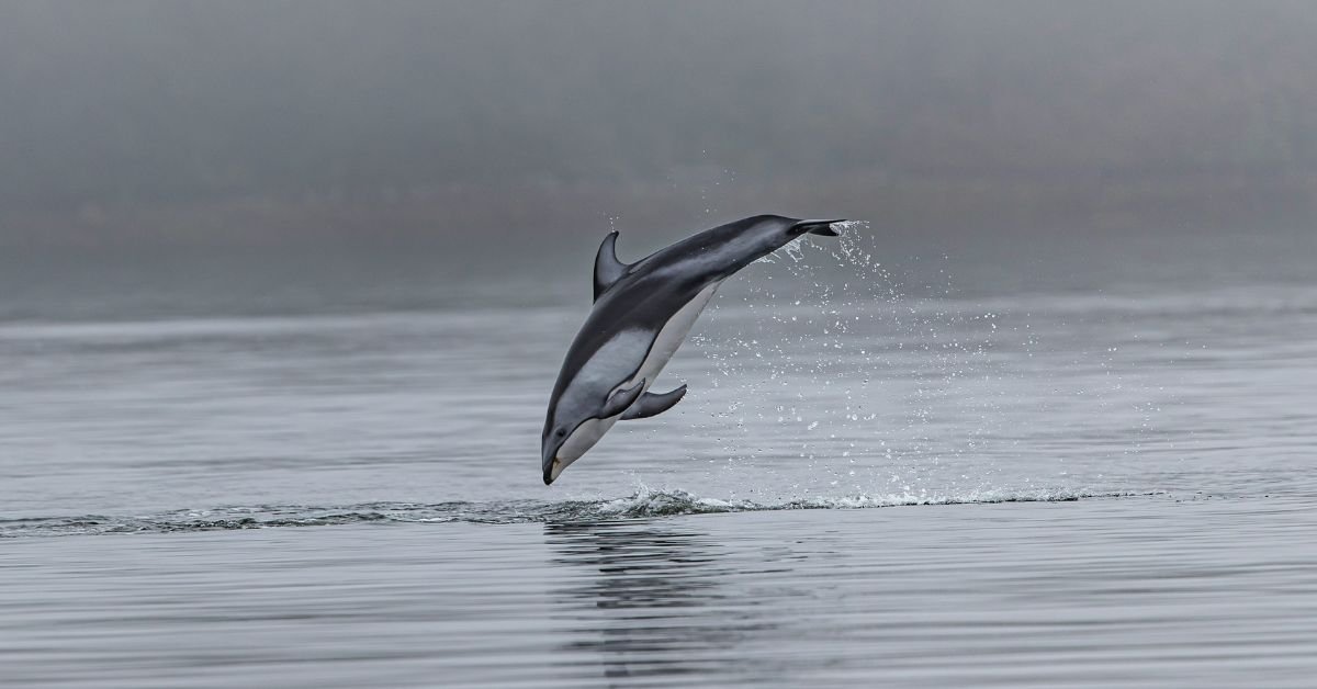 dolphin dream