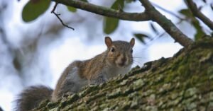 dreams about squirrels