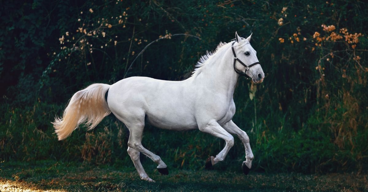 dream of horses
