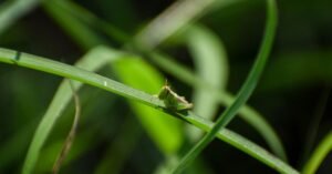 Dreaming of Grasshoppers Meaning, Spiritual, and Symbolism