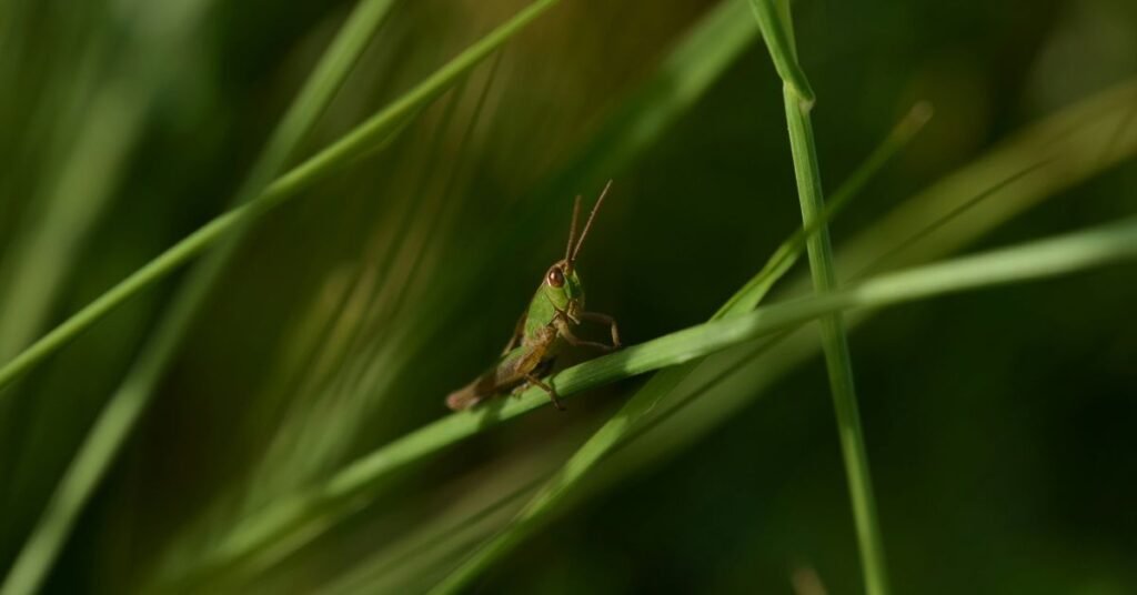 Dreaming of Grasshoppers Meaning, Spiritual, and Symbolism