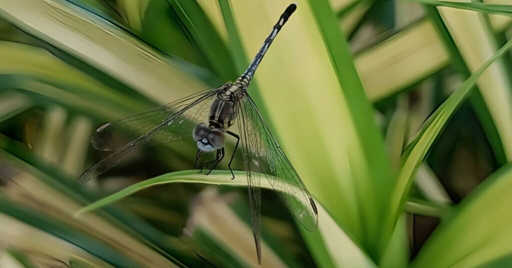 Dreaming of Grasshoppers Meaning, Spiritual, and Symbolism