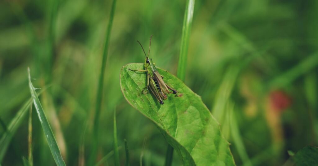 Dreaming of Grasshoppers Meaning, Spiritual, and Symbolism