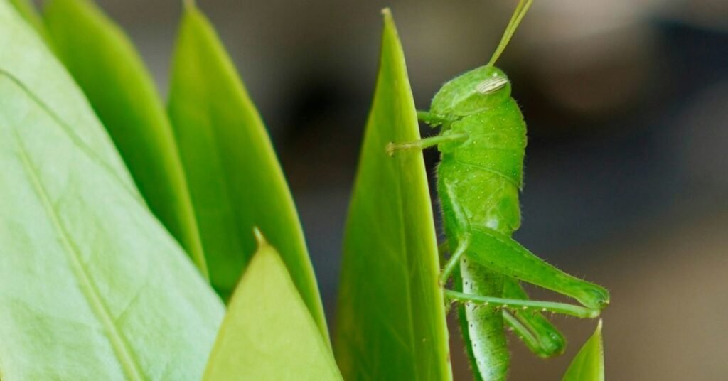 Dreaming of Grasshoppers Meaning, Spiritual, and Symbolism