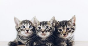 Why Is Dreaming of Kittens So Common and Its Meaning?