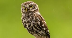 Owl Dream Meaning What Does It Symbolize?