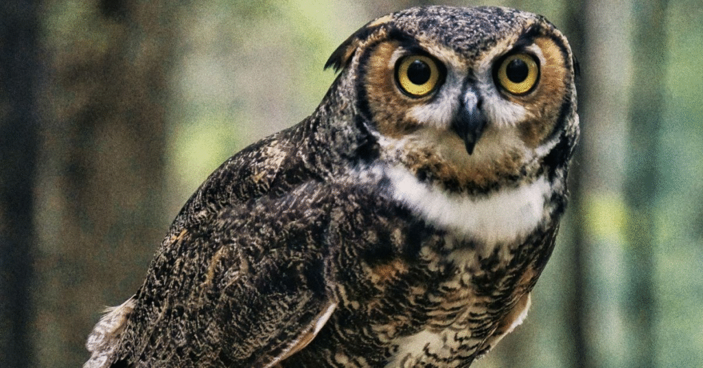 Owl Dream Meaning What Does It Symbolize?