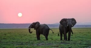 Dreaming of elephants