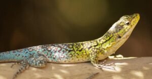 Dream of Lizard in House Symbolism and Interpretation