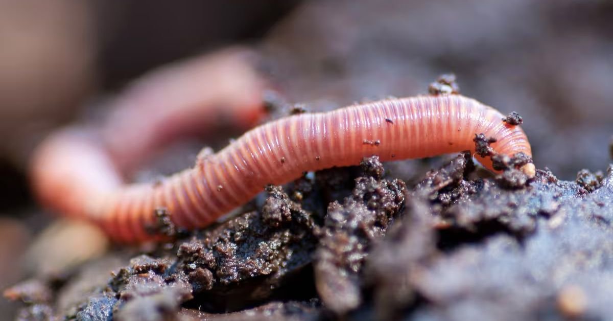 Is a Dream of a Worm a Warning or a Blessing?