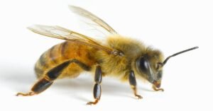 What Does Dreaming of Bees Say About Your Life?