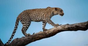 Is Dreaming of Leopard a Sign of Strength or Danger?