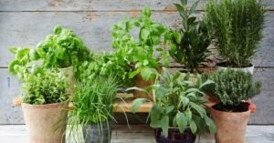 Dreaming of Plants Indoors vs Outdoors: What’s the Difference?