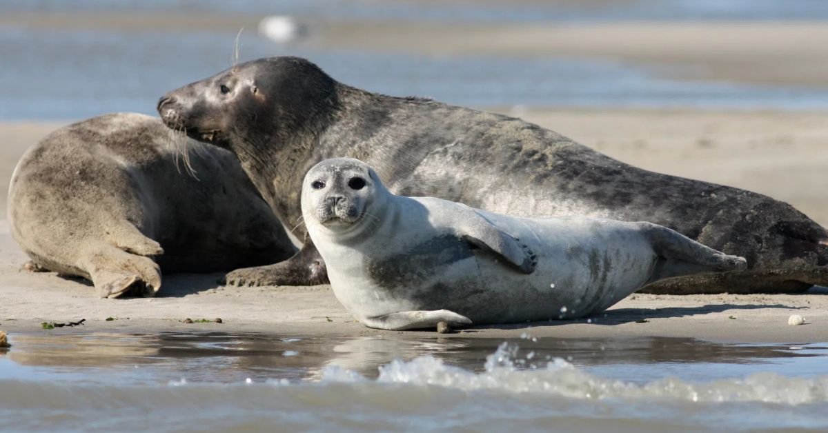 Dreaming of Seals Symbolism of Peace, Change, and Luck