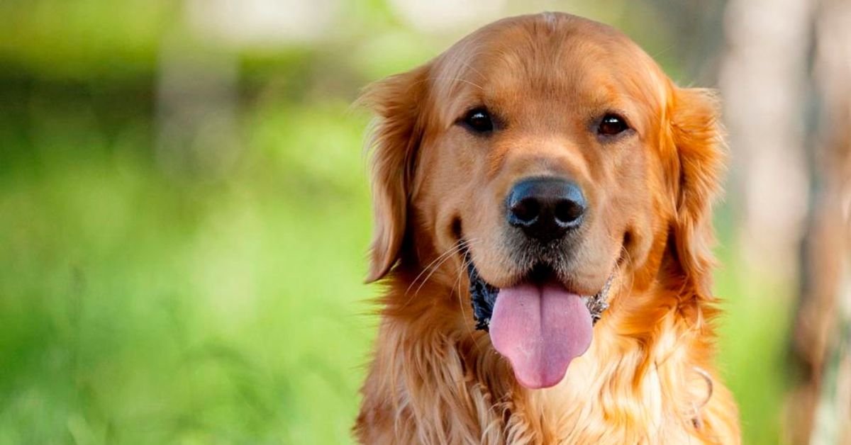 Spiritual Meaning of Dreaming of Dog in Different Cultures