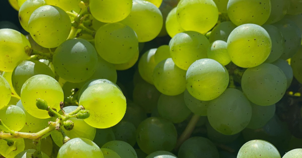 Grapes in Your Dreams: Growth, Abundance, and Nature