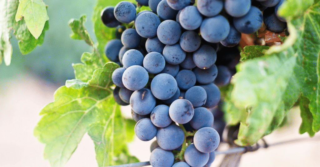 Interpretation and Symbolism of Grapes Dreams