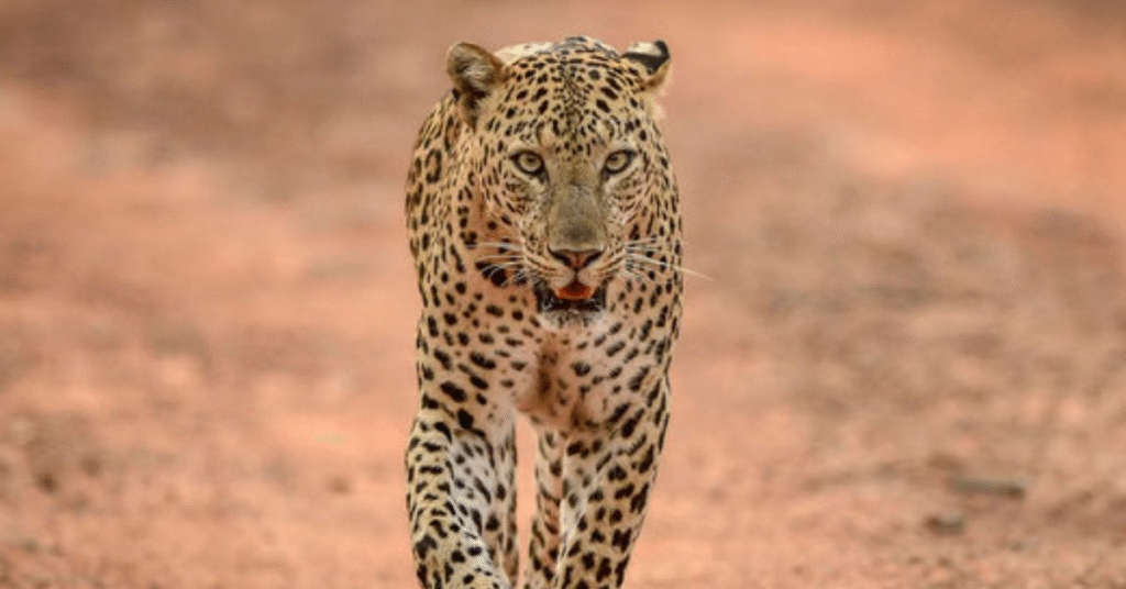 Symbolism of a Leopard in Your Dream