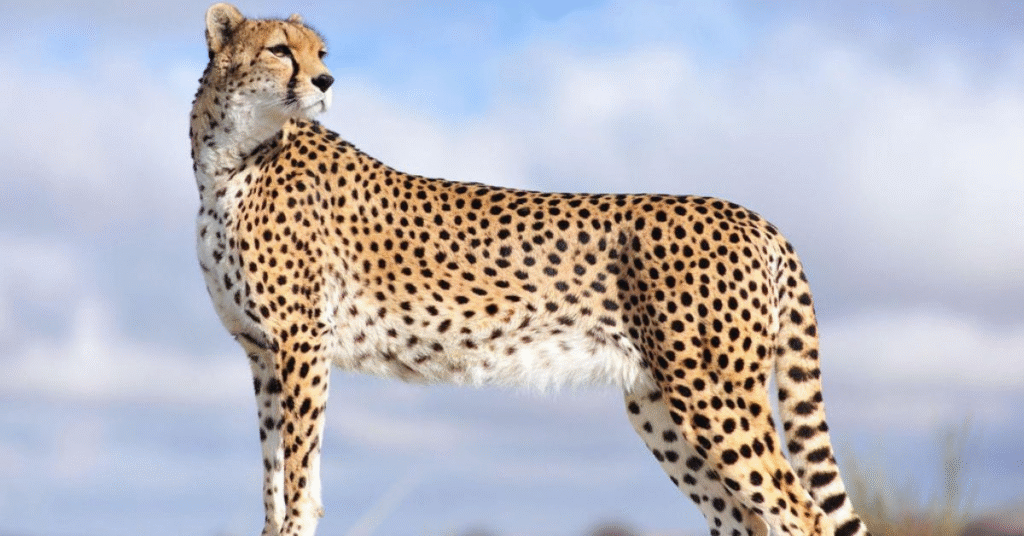 Leopard Dream Meaning