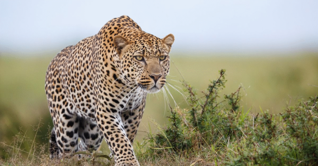 Leopard Spiritual Meaning