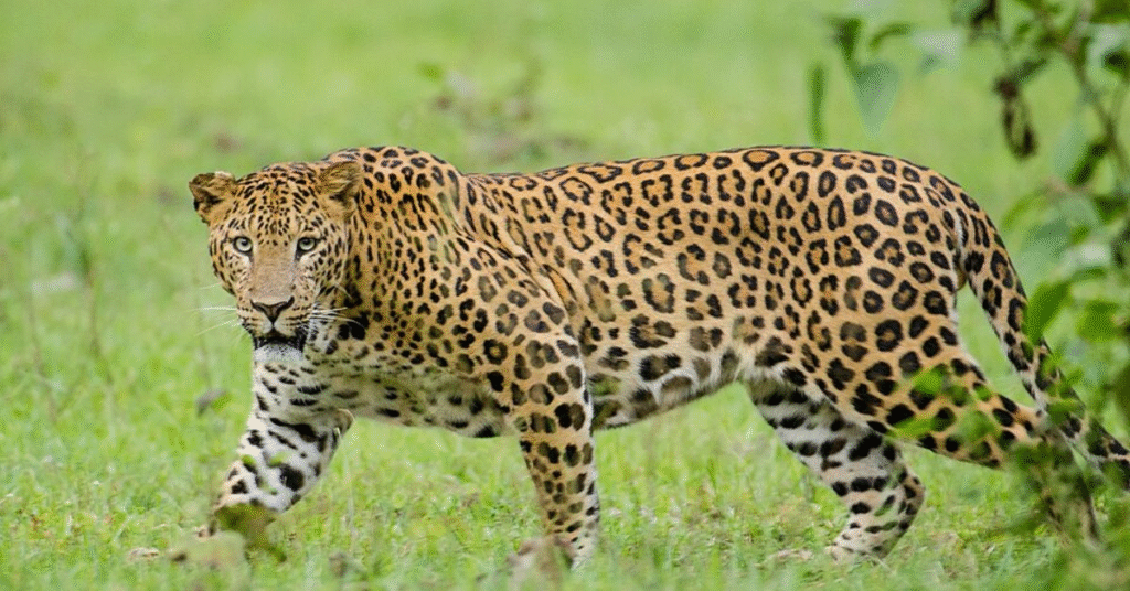 Why Do I Often Dream of Leopards?