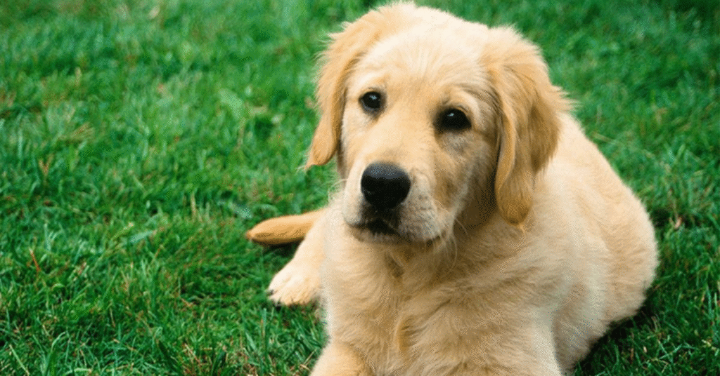 Is It Good or Bad Luck to Dream of Dogs?