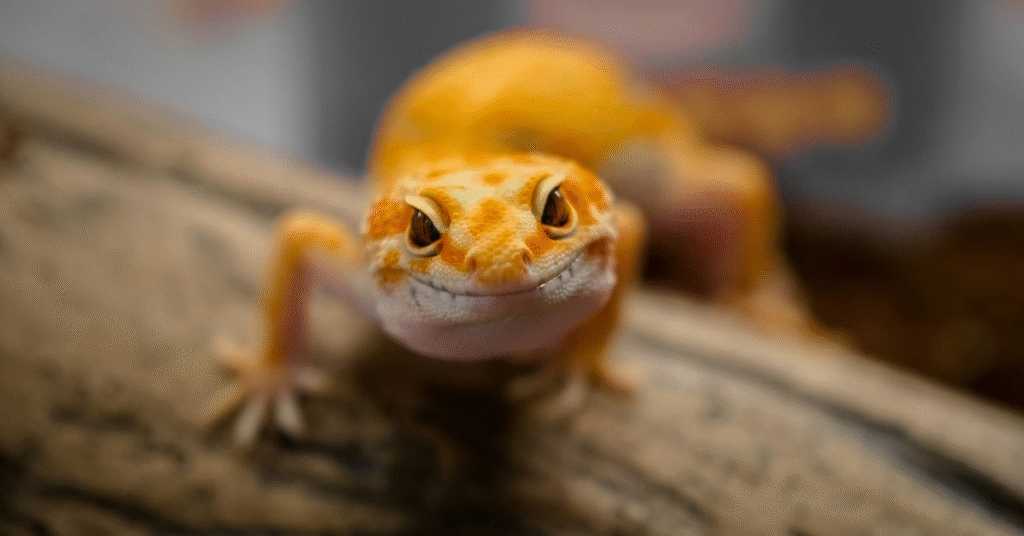 Is Seeing a Lizard in a Dream Good or Bad?