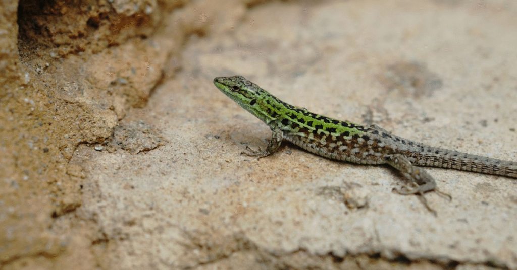 Lizard Dream Meaning and Symbolism