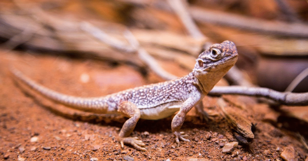 Dream About a Black Lizard