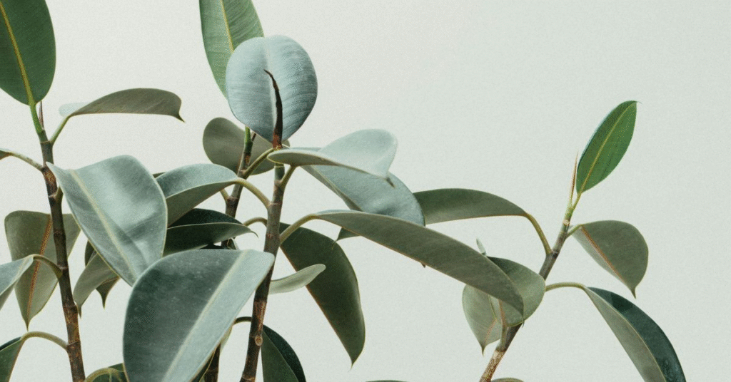 What does it mean to dream of planting?