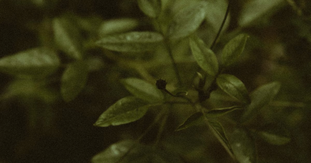 Is Dreaming About Plants Good or Bad?