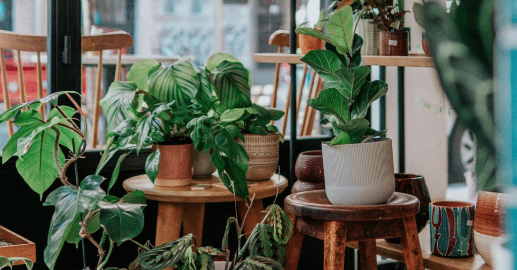 Chamomile: A Remedy for Peaceful Sleep