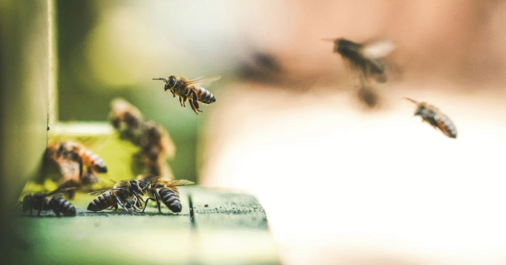 Seeing One or a Few Bees