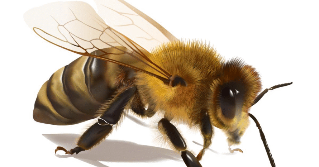 Evolutionary Perspective on Bee Dreams