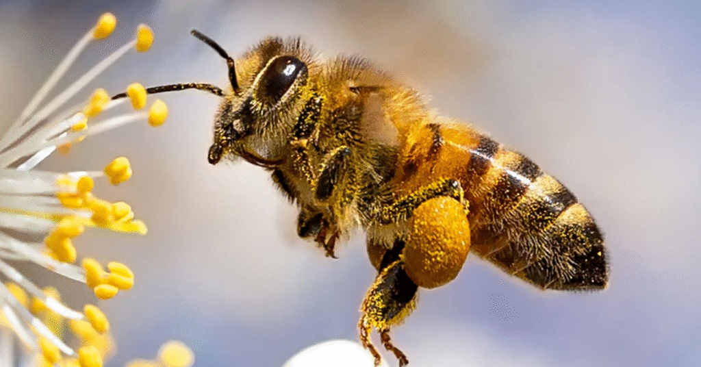 Symbolism of Bees in Dreams