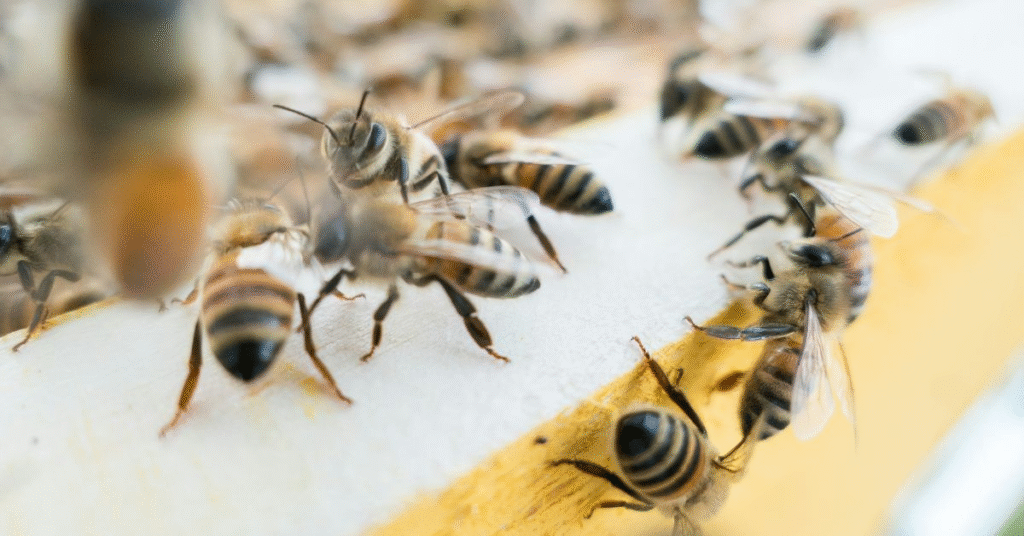 Bees Teaching Focus and Discipline