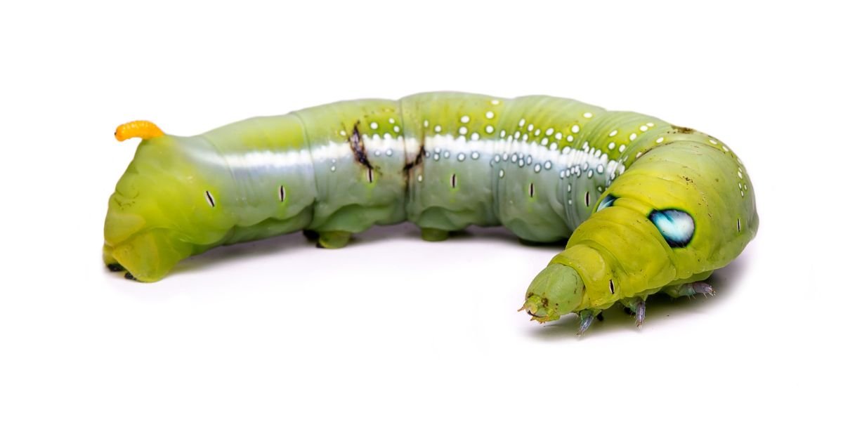 Caterpillar Dreams Show Your Mental Evolution