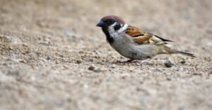 What’s The Meaning to Dream About Sparrow