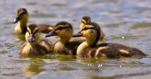 Dreaming of Ducks Signs and Interpretations