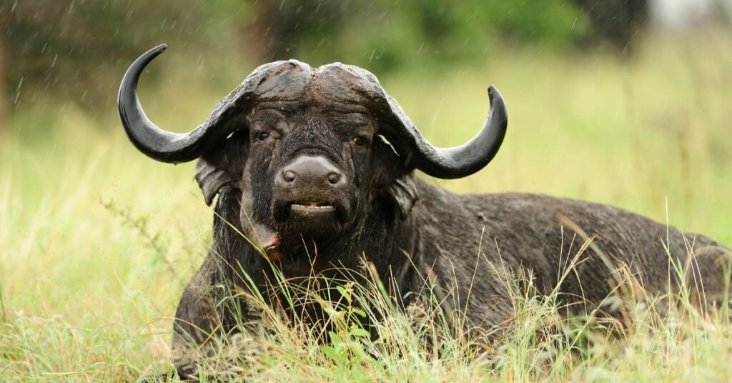 Spiritual Meaning of Bull Dreams