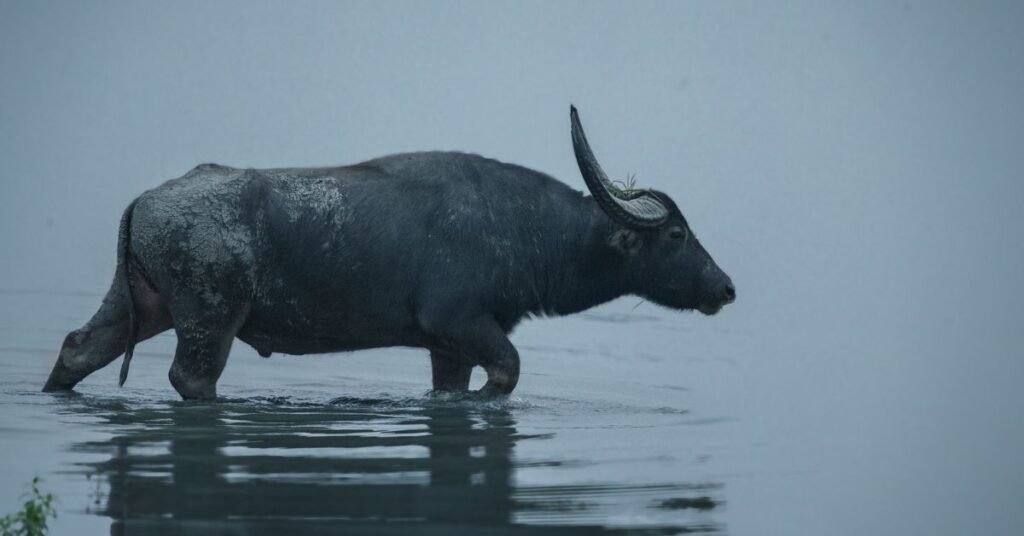 Common Emotions Felt in Bull Dreams