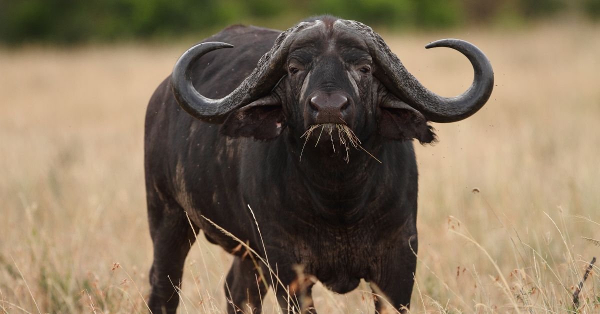 Dreams About Bulls What It Really Means