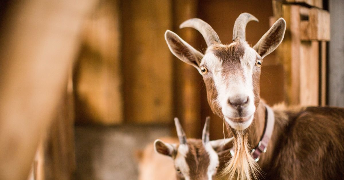Goat Dream Meaning and Spiritual Interpretation