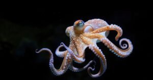 Octopus Dream Meaning You Shouldn’t Ignore