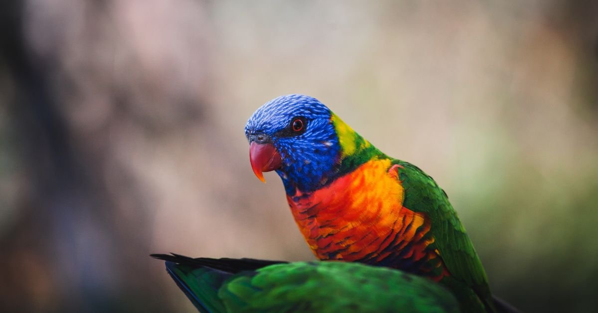 Dream About Parrot and Its Hidden Symbolism