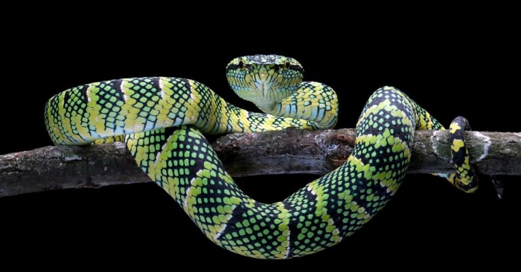 Spiritual Meaning of Python Dreams