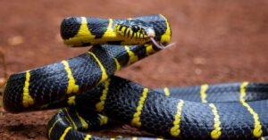 Python Dream Meaning Shocking Truth You Must Know!