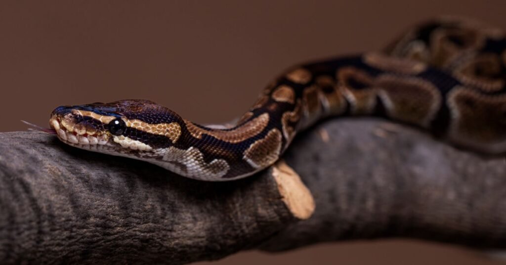 What to Do After Having a Python Snake Dream