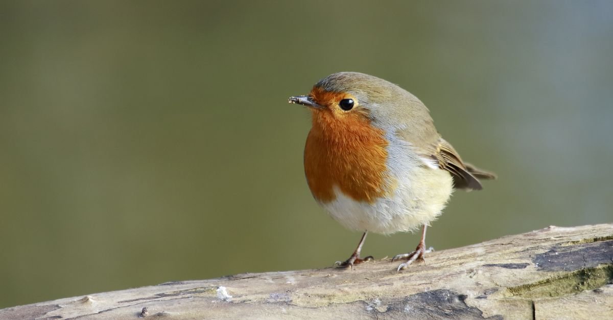 Robin Dream Meaning and Hidden Spiritual Signs